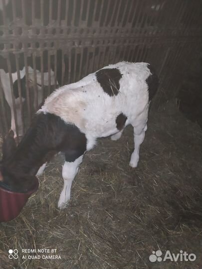 Телёнок) телочка