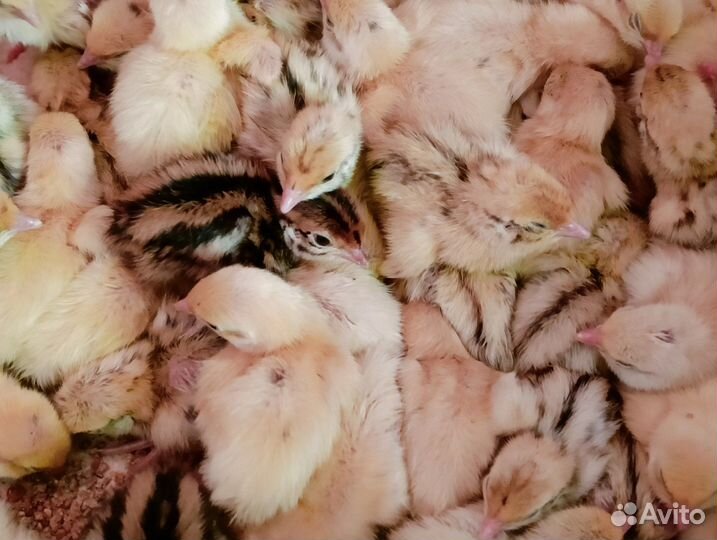 Перепелята