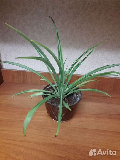 Комнатные цветы