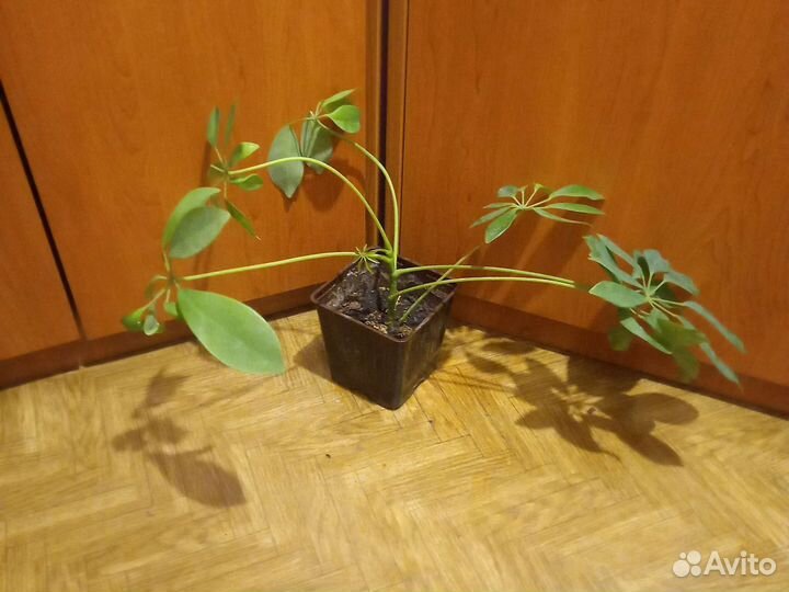 Ривина, Шефлера, Фикус, драцена, колеус