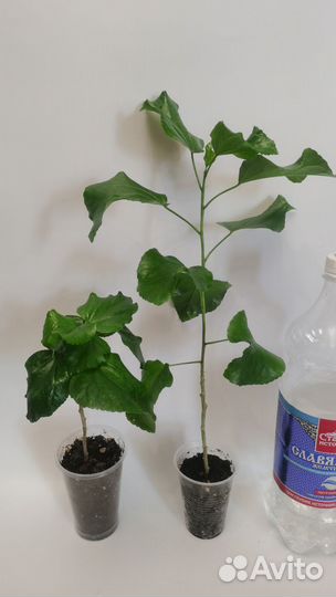 Сортовые гибискусы