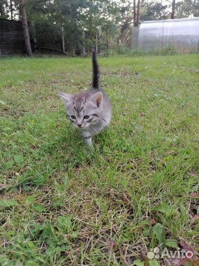 Кошки в добрые руки