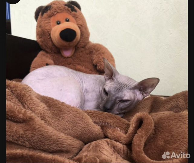 Передержка котов и кошек