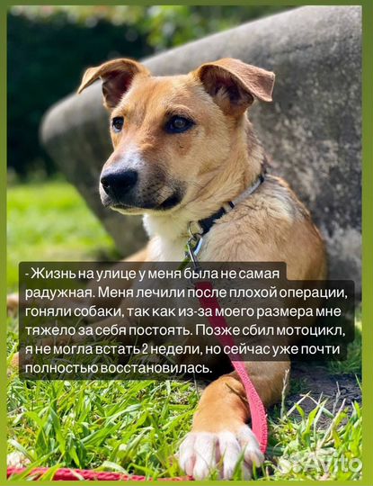 Собаки в дар