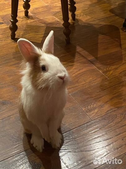 Кролик для вязки