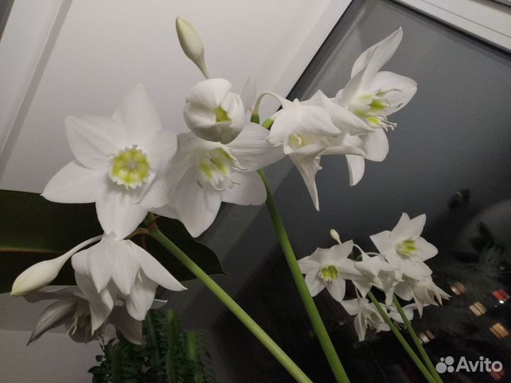 Эухарис амазонская лилия