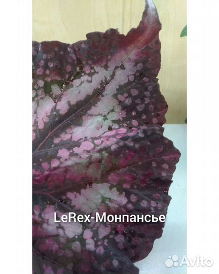 Бегонии LeRex