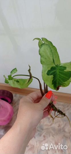 Сингониум 3 короля