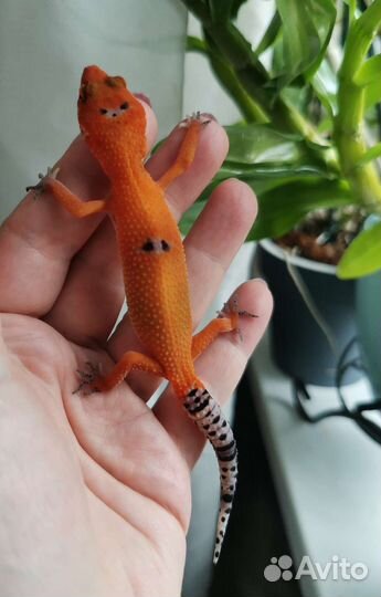 Эублефары малыши 2023г