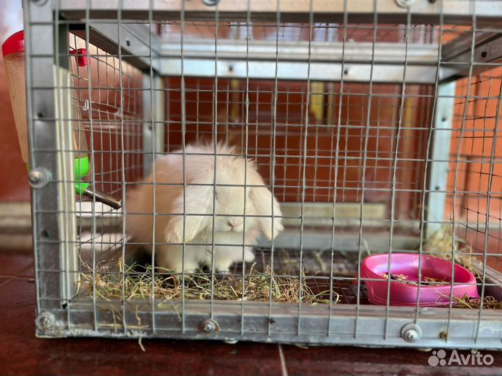 Кролик вислоухий