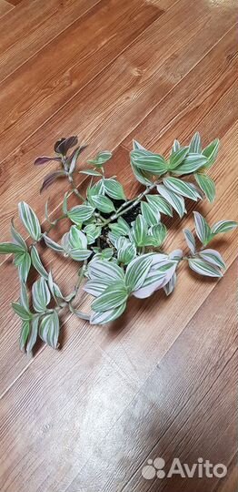 Традесканции нанук зебрина