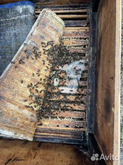 Пчелосемьи/пчеломатки/пчелопакеты