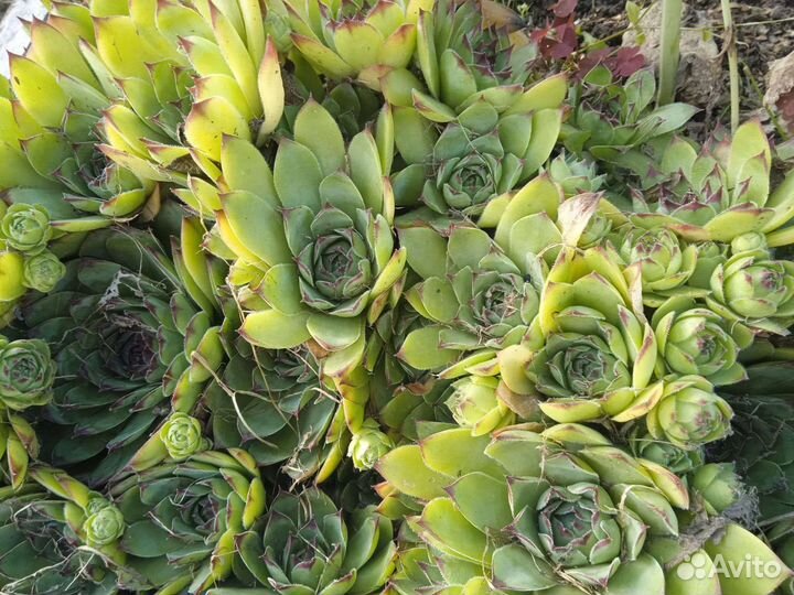 Каменная роза (Молодило)