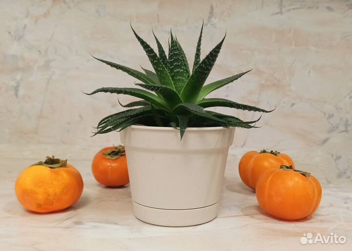 Суккуленты Замиокулькас Алое Хавортия