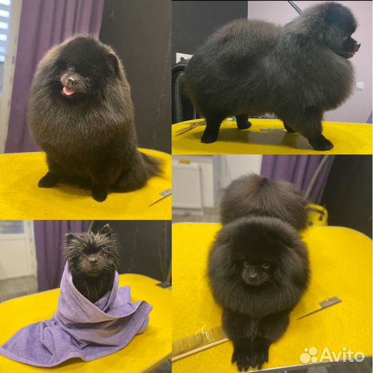 Стрижка собак и кошек