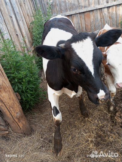 Телочка10месяцев