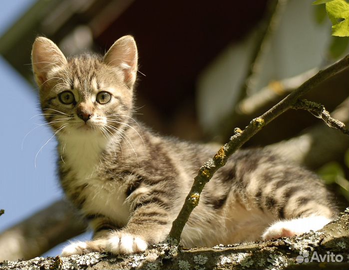 Котенок девочка 2,5 мес