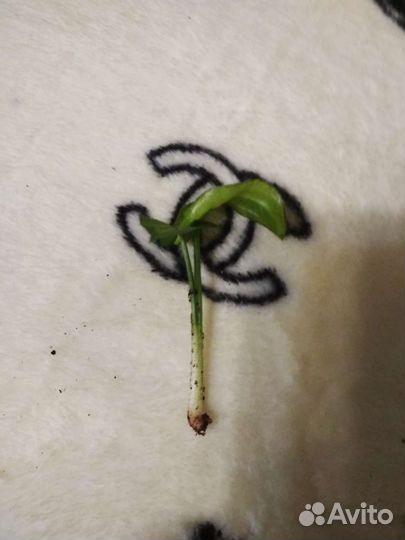 Сингониум Feiry Elf