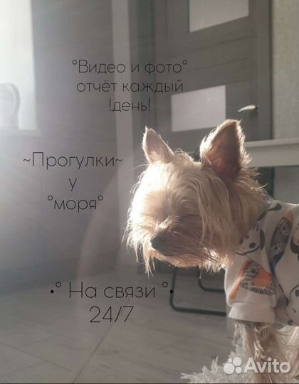 Передержка собак