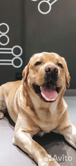 Груминг салон barberdog