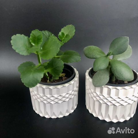 Суккуленты