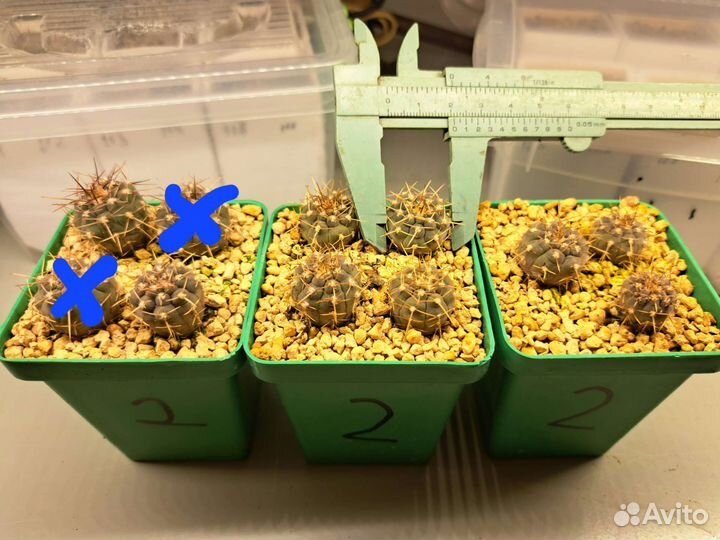 Кактусы и суккуленты