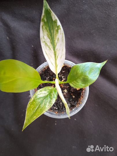 Цветомания