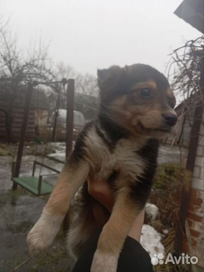 Щенок в добрые руки бесплатно