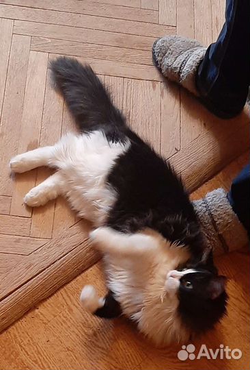 Котёнок Домино в дар