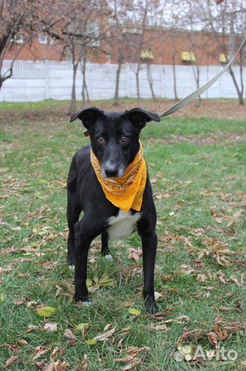 Собака Багира уже давно сидит в клетке