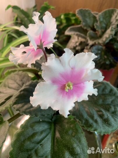 Фиалки детки