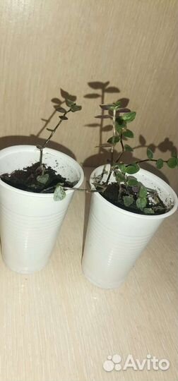 Комнатные растения цветы