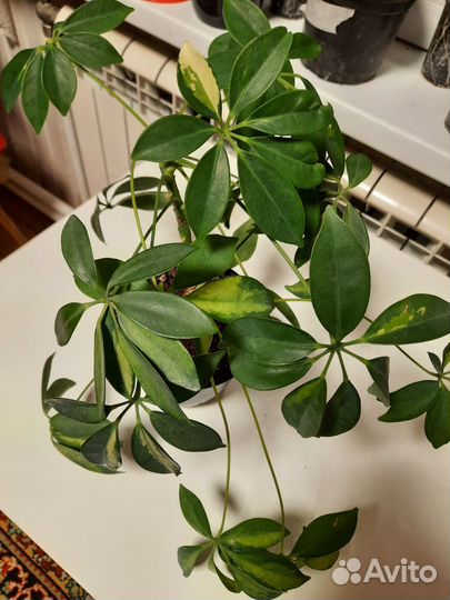 Шефлера вариегатная