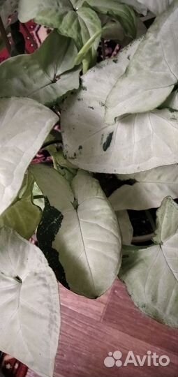 Сингониумы сортовые 1