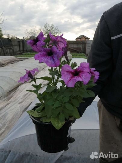 Рассада цветов и овощей