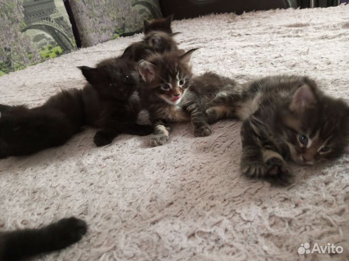 Котята мейн-кун чистокровные