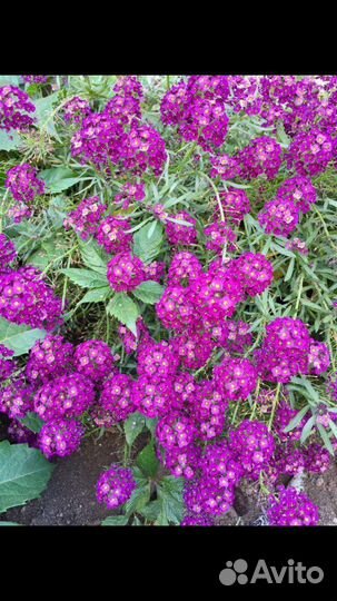 Алиссум вегетативный сноу принцесс