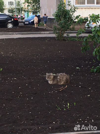 Кошки бесплатно