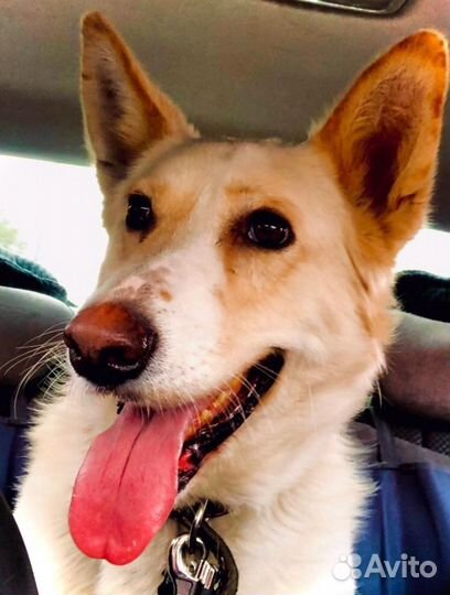 Собака в добрые руки