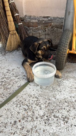 Собака в добрве руки