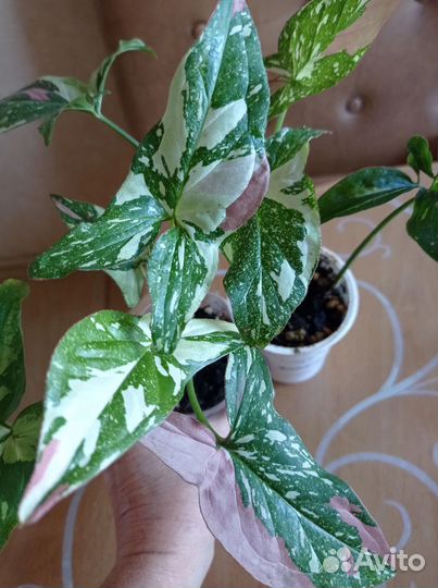 Пеларгонии, сингониумы