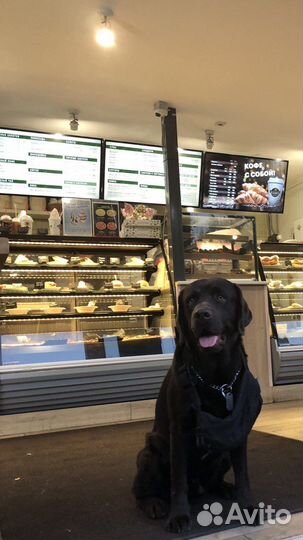 Вязка кобеля лабрадора