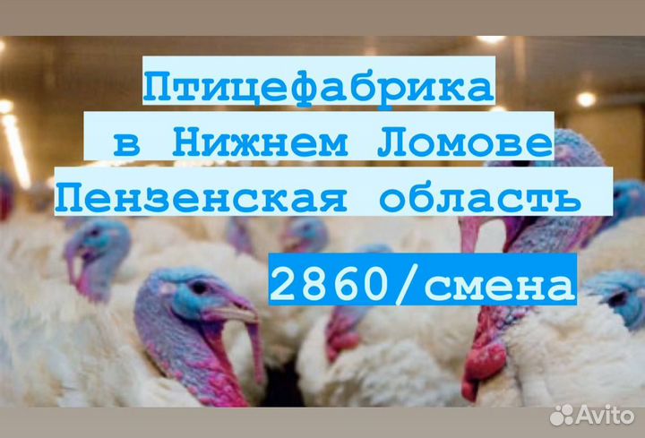 Вахта работа на линии птицефабрика