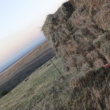 Сено в тюках солома 250 150