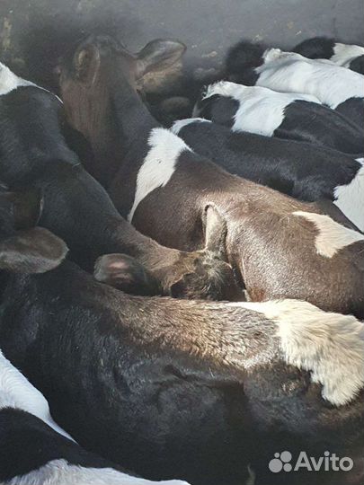 Бычки телята