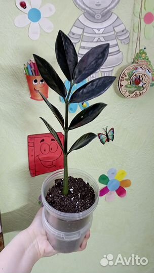 Замиокулькас черный