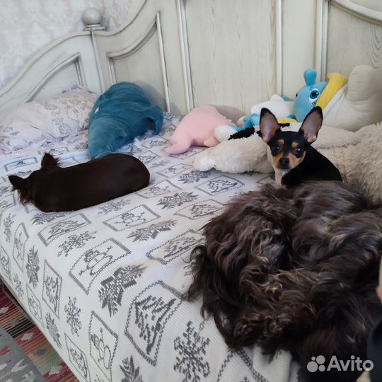 Передержка собак мелких пород