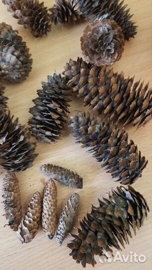 Шишки еловые