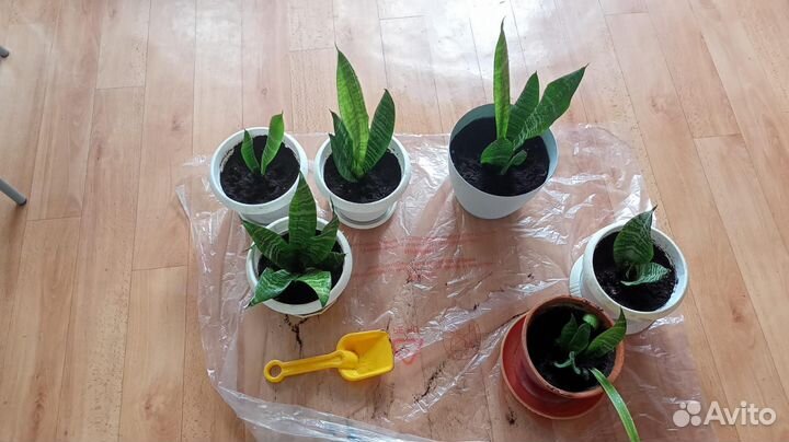 Сансевиерия