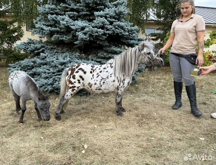 Две микро-мини пони аппалуза кобылки (мини-лошадь)